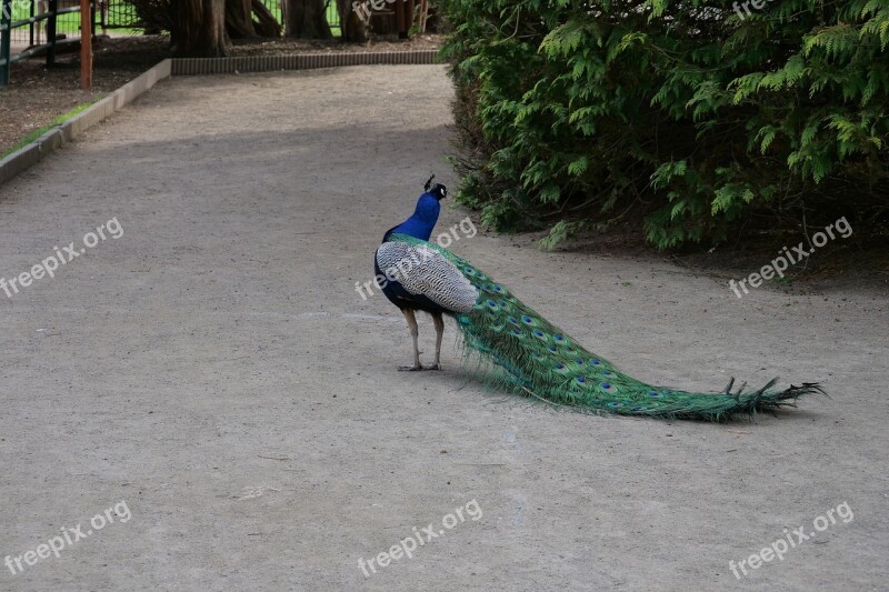 Bird Nature Feather Animal Peacock