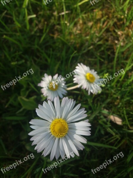 Nature Flora Flower Grass Hayfield