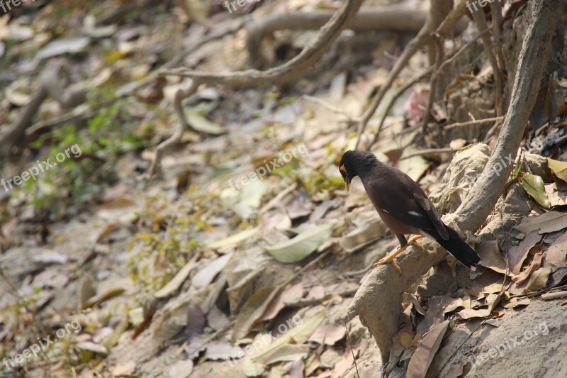 Nature Bird Wildlife Outdoors Animal