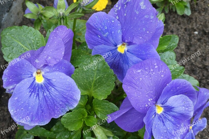 Winterviooltje Raindrops Blue Flowers Nature Plant