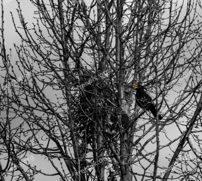 Tree Branch Winter Wood Nature