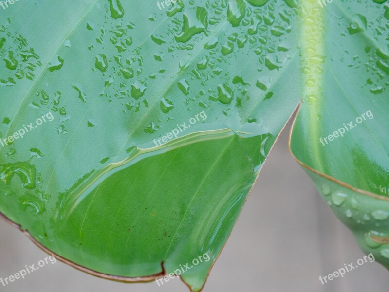 Leaf Nature Flora Drop Green