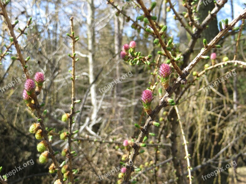 Larch Tree Cone Free Photos