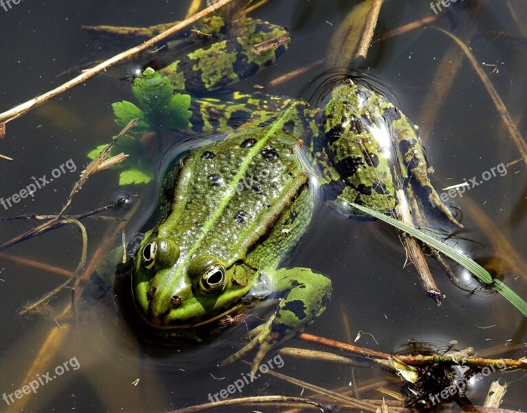 Amphibians Bezogonowe Frog Nature Animals Free Photos