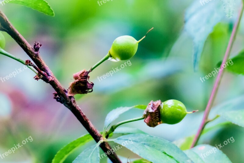 Leaf Nature Plant Fruit Outdoor