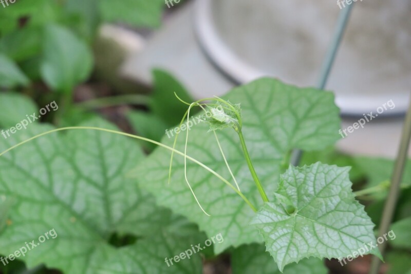 Leaf Plant Nature Kinds Of Food Food