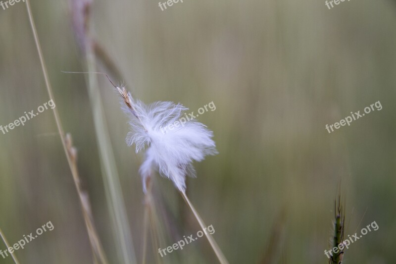 Flowering Grass Flowers Nature A Blade Of Grass Background