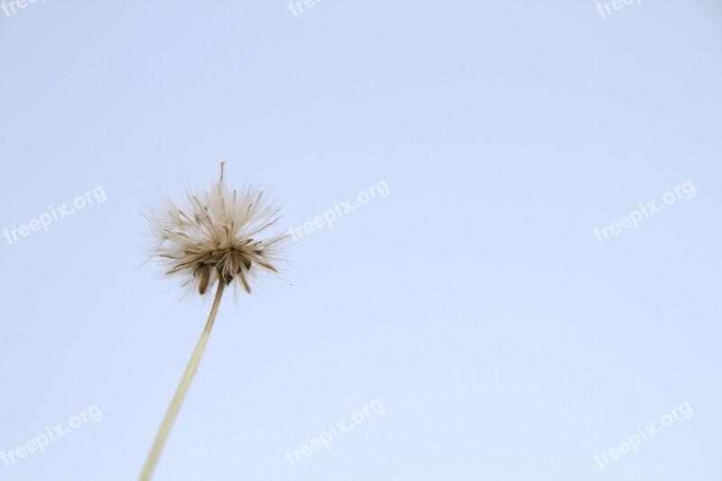 Flowering Grass Flowers Nature A Blade Of Grass Background