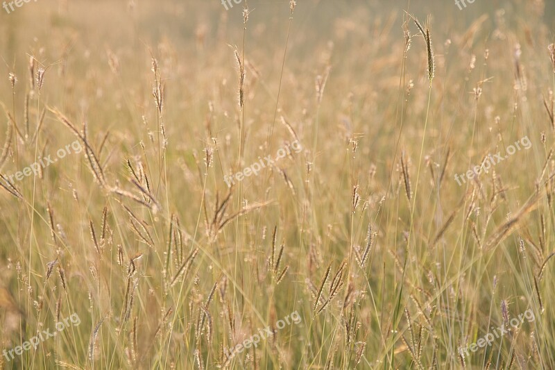 Flowering Grass Flowers Nature A Blade Of Grass Background