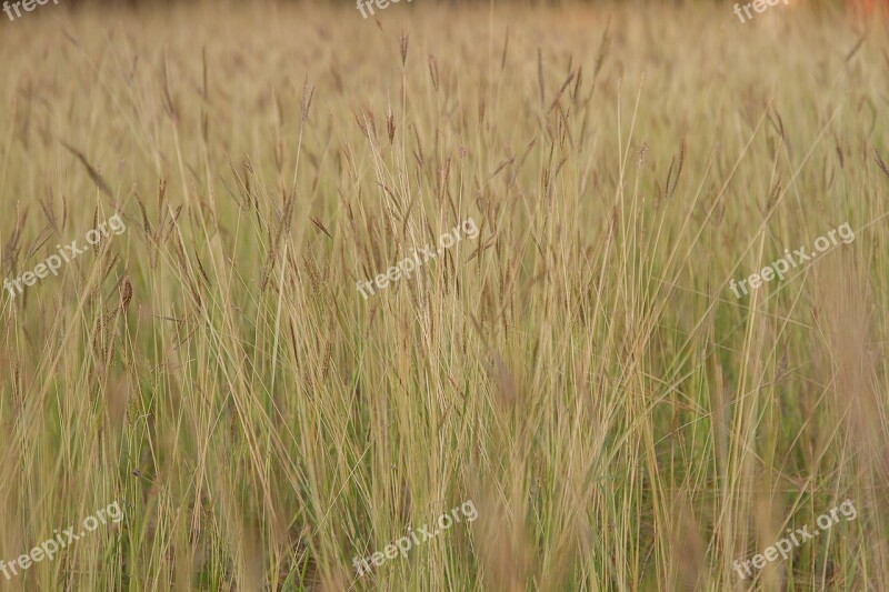 Flowering Grass Flowers Nature A Blade Of Grass Background