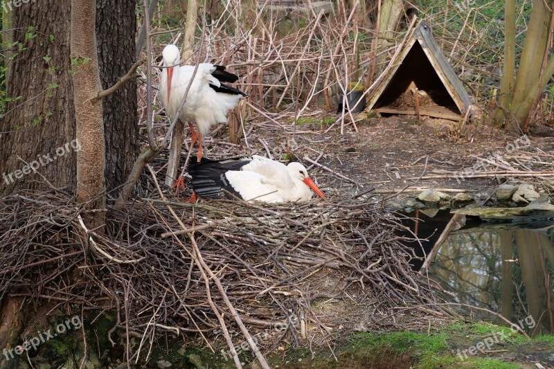 Nature Bird Wood Animal Animal World