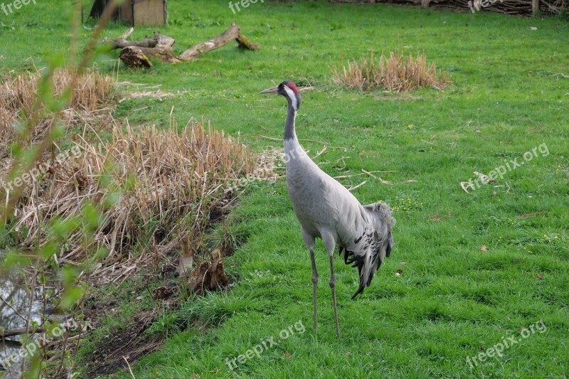 Nature Grass Animal Field Animal World