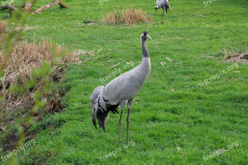 Grass Nature Animal Field Meadow