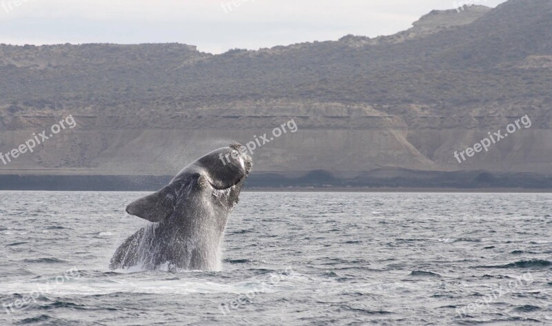 Jump Whale Southern Right Whale Body Of Water Sea