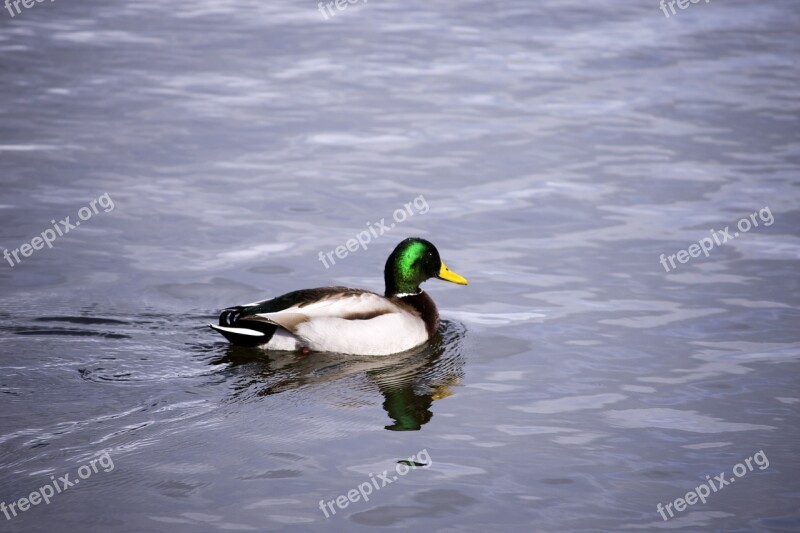 Duck Water Bird Lake Swimming