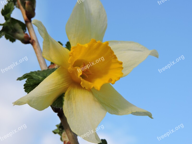 Narcissus Currant Sky Yellow Flower