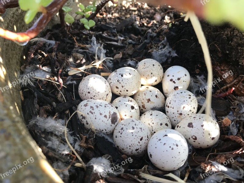 Food Egg Nature Little Easter