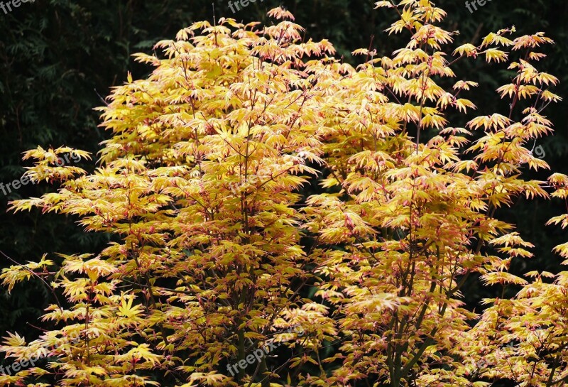 Japanese Maple Spring Foliation Yellow-leaved Nature