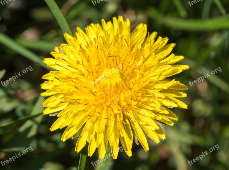 Dandelion Yellow Flower Sonchus Oleraceus Spring Meadow