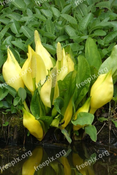 Yellow Zantedeschia Flowers Yellow Ditch Nature