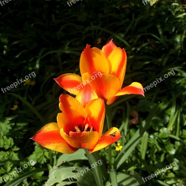 Tulip Cape Cod Lively Orange Red