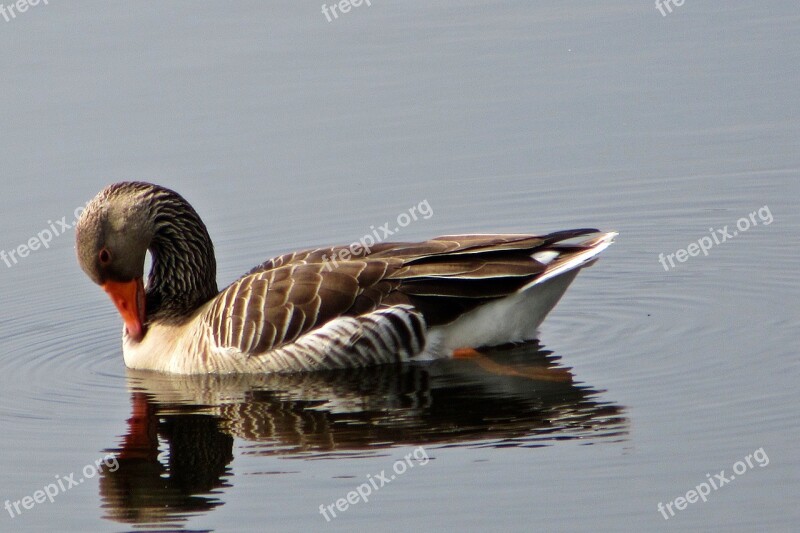 Body Of Water Ducks Birds Water Birds Wildlife