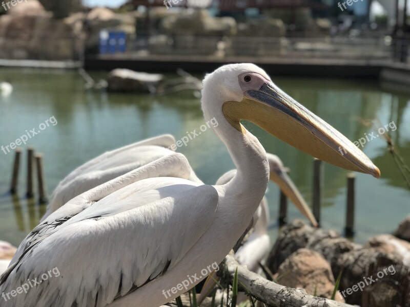 Birds Wild Life Nature Pelecanus Free Photos