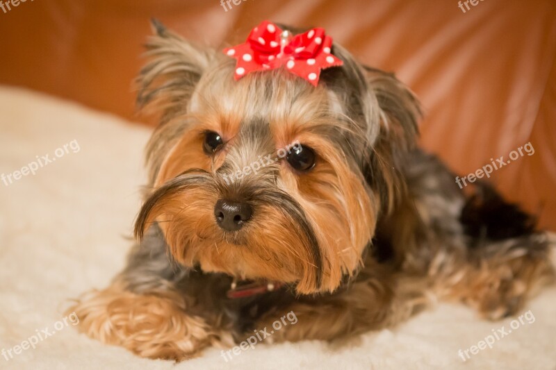 Dog Animal Pet Mammal Cute