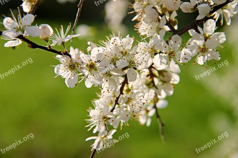 Blackthorn Sloes Black Thorn Flower Schlehendorn Heckendorn