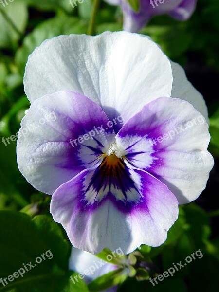 Thinking Viola Purplish Fall Violet