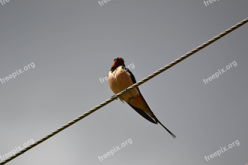 Swallow Bird Wires Swallows Fly