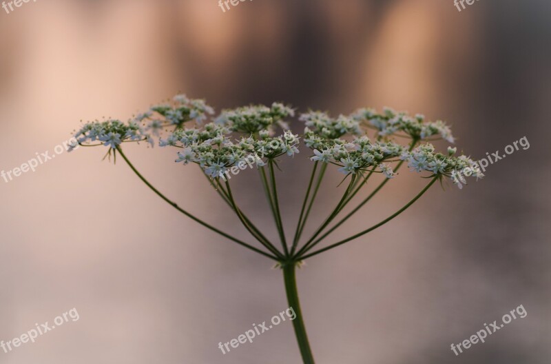 Wild Fennel Wild Carrot Nature Plant Flower