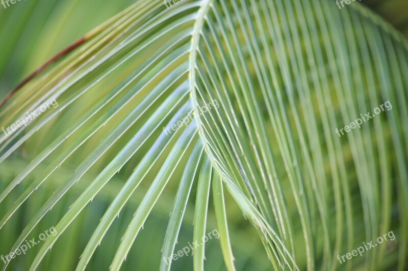 Leaf Flora Growth Nature Desktop