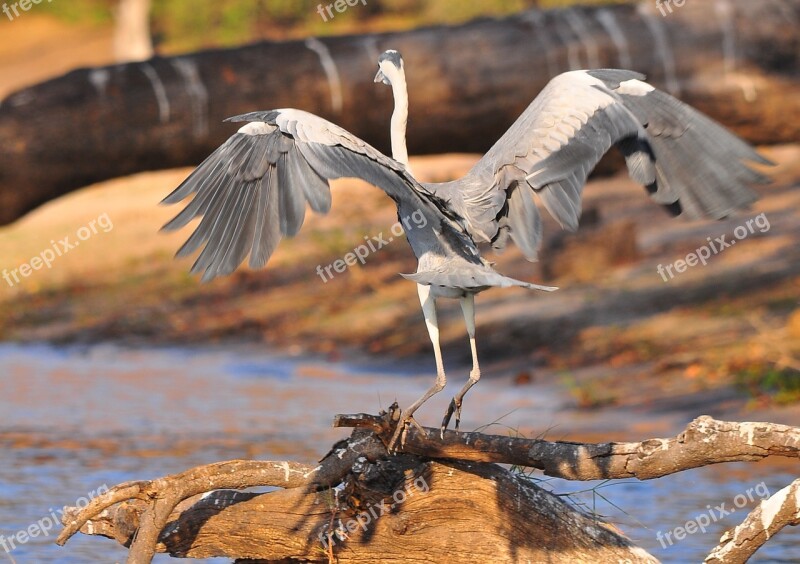 Bird Wildlife Nature Water Outdoors