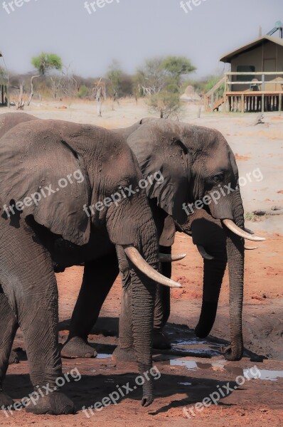 Elephant Mammal Trunk Animal Wild