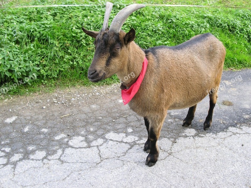 Grass Nature Farm Mammal Field