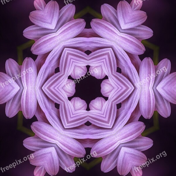 Plant Flowers Petal Kaleidoscope Purple