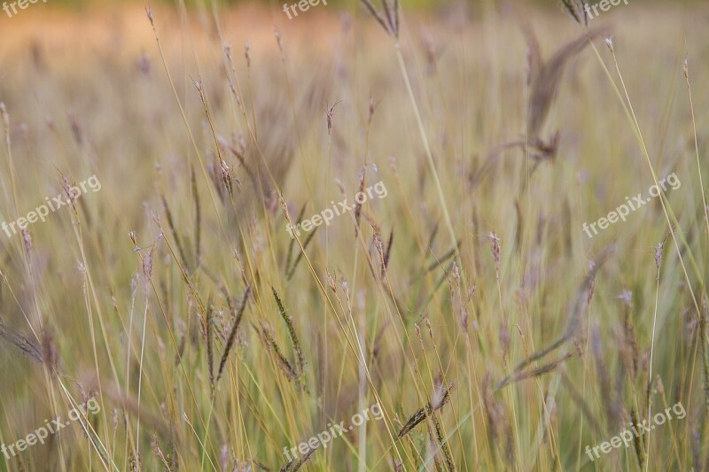 Flowering Grass Flowers Nature A Blade Of Grass Background