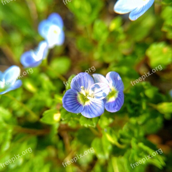 Nature Leaf Outdoor Plant Flower