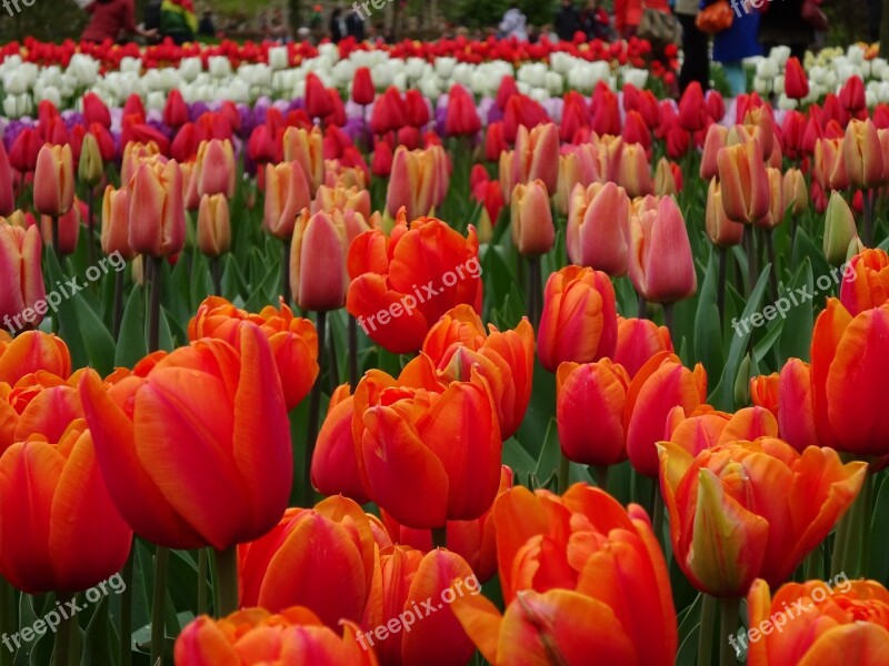 Tulip Garden Flower Flora Nature