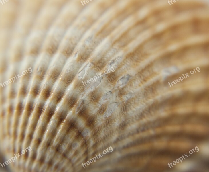 Seashell Scallop The Structure Of The Crustaceans Sea