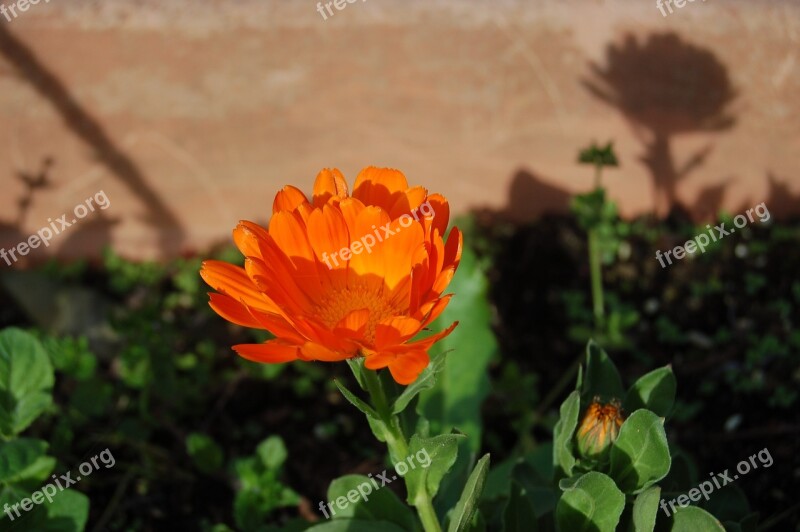 Flower Nature Calendula Spring Free Photos