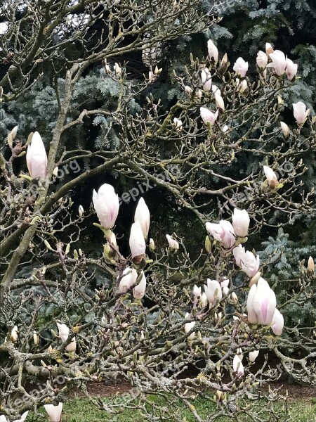 Nature Spring Buds Beauty In Bloom Bush