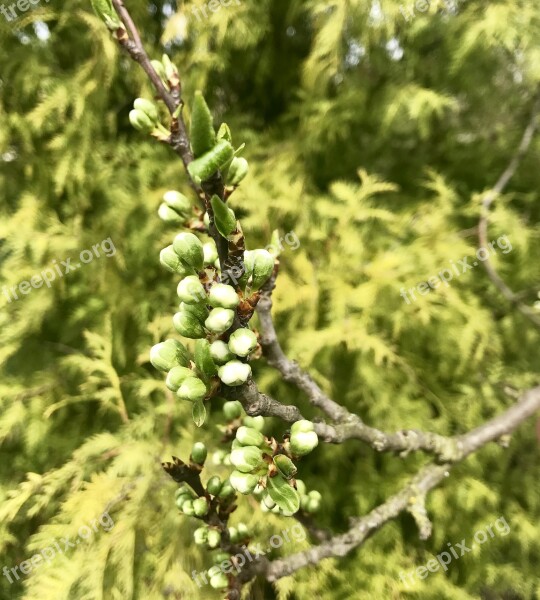 Spring Buds Nature Green Awakening Nature