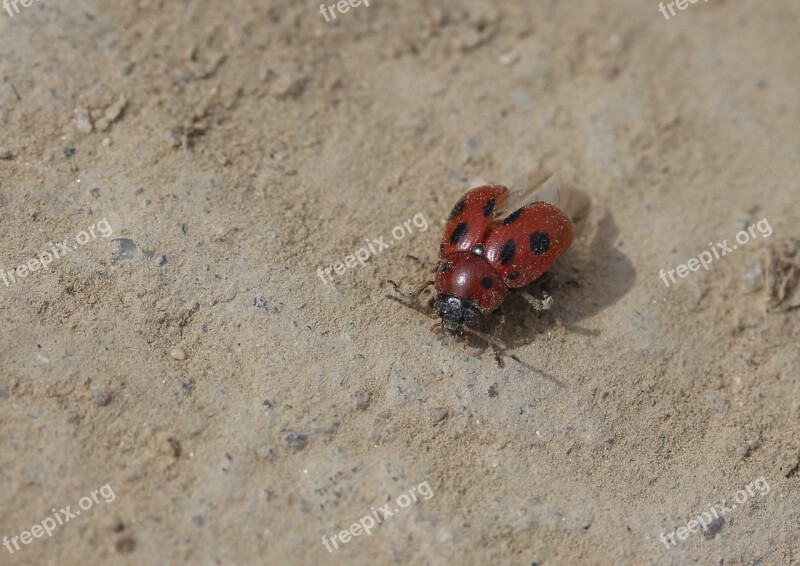 Baja Red Insecta Wings Nature