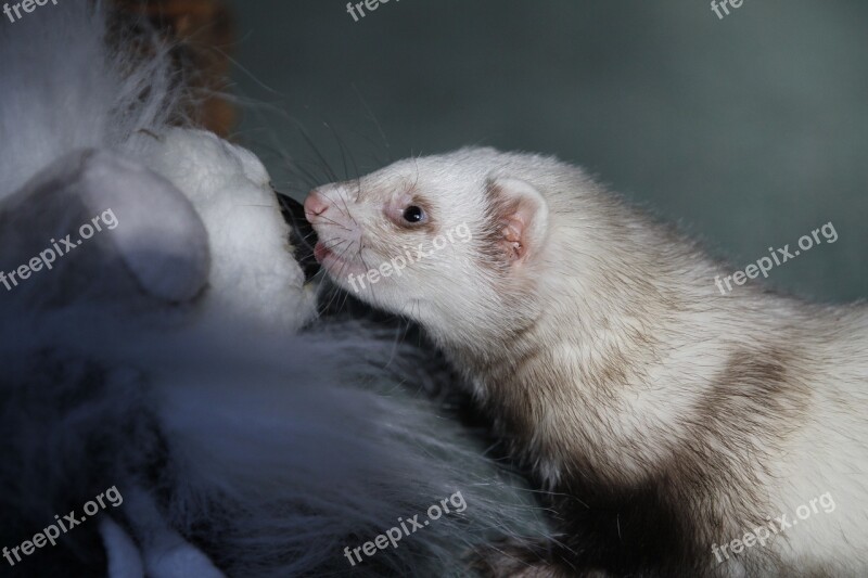 Mammal Cute Portrait Animal Wildlife