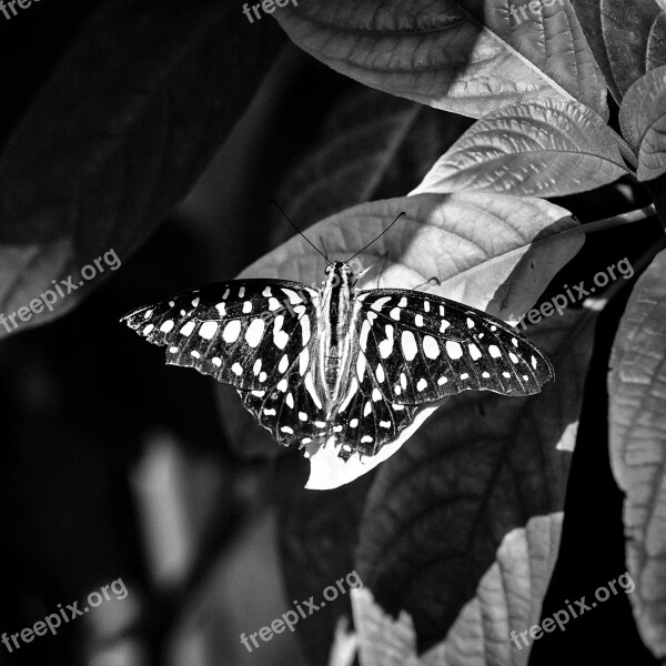 Butterfly Insect Nature Monochrome Houston Cockrell Butterfly Center