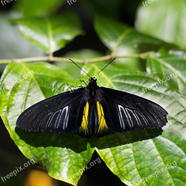 Butterfly Insect Nature Golden Birdwing Butterfly Houston Cockrell Butterfly Center