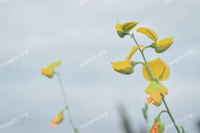 Flowers Yellow Shrubs Flowers Yellow Flowers Nature