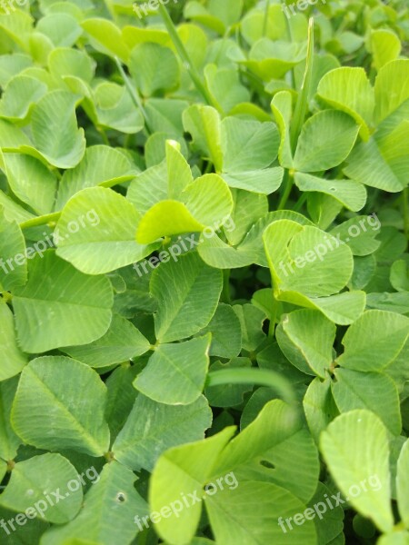 Grass Cloverleaf Nature Blades Of Grass Blade Of Grass